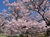 高遠城址公園「桜前線を追いかけて。」