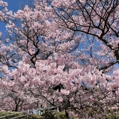 桜前線を追いかけて。