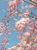 「舟川べりで花見(*´ω｀*)」