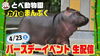 「カバの「まんぷく」1歳誕生会の生配信を行います。」