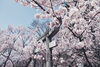 「信州伊那の高遠さくら祭り2022【伊那の情報発信　桜情報】」