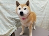 うふふ「☆おめめくりくり☆【南区上鳥羽　吉祥院　トリミング　ペットサロン　どっぐさろんあきゅ】」