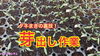 「裏技検証！トマトの芽出しで発芽率向上⁉︎　タネのハシモト」