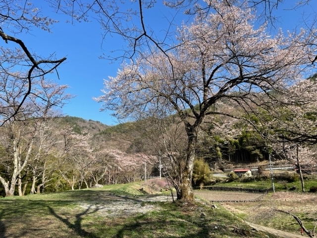 県道20号三岳道の駅付近の桜「木曽町三岳・王滝村への県道20号は桜が見頃です」