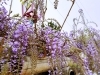 観音さん（禎祥寺）の藤（4/14撮影）「【観音さんの藤 開花状況②】春の行楽・お花見に最適のオードブルは？【秋山仕出し】」