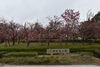 「八重桜　五分咲き」