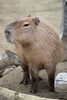 「飼育の日イベントを実施します。」