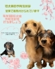「狂犬病の予防接種の時期が来ました　(石狩、動物病院)」