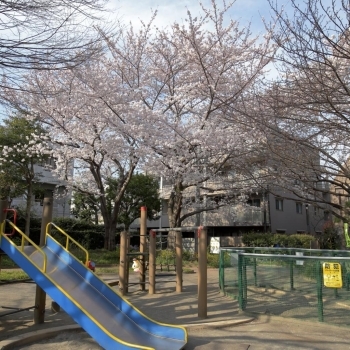 高田馬場 大久保 早稲田エリアのお花見スポット お花見するならここ 新宿区の 桜 特集 21年 しんじゅくノート 新宿区