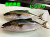 「金曜日恒例❗新鮮なお刺身と美味しいお惣菜を販売しています❗」