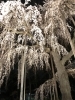 埼玉県坂戸市にある慈眼寺のしだれ桜（じげんじのしだれざくら）の桜の紹介。お花見スポット・開花時期・駐車場情報・アクセス。