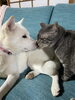 保護犬の月姫と保護猫の駒は大の仲良し「グループホーム寿樹のじいちゃんの庭は春真っ盛りです。」