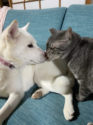 保護犬の月姫と保護猫の駒は大の仲良し「グループホーム寿樹のじいちゃんの庭は春真っ盛りです。」