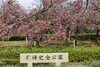 八重桜「八重桜が見頃に近づいてきました」