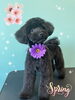 「可愛い子ちゃん♡ Dog salon mofu mofu 余市町」