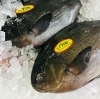 「魚魚市場鮮魚コーナーおすすめは「クロ・ノドグロ」です♪」