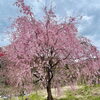 「道の駅木曽福島の『一本桜』が満開です！」