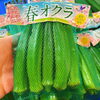 「鹿児島県産　「春オクラ」です！！」