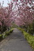 「～本日の桜(花)情報～」