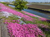 「【西条市 禎瑞】素敵な芝桜が今年も咲いています♪」