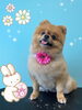 「可愛い子ちゃん♡ Dog salon mofu mofu 余市町」