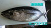 「○本日のお刺身○【島根県産】ヨコワマグロ、天然タイ」