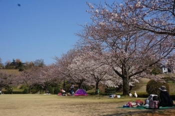 東側の桜の木の下はお花見の人がたくさん。