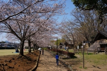 北側の桜並木道です。