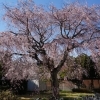 2015年　桜特集　街で見かけた桜