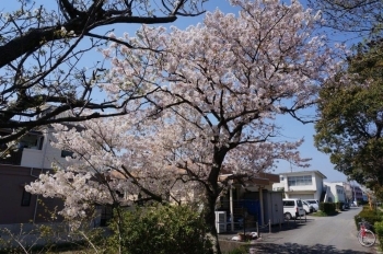 この桜の木は満開です♪