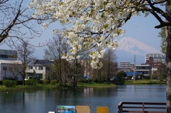 富士山をバックに！<br>ちなみに、南側の桜はあまり咲いていません。