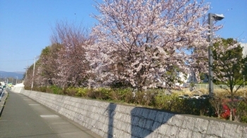 函南町役場駐車場横（熱函道路側）