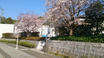 岐れ道バス停付近もかなり咲いてます。