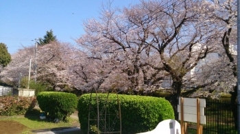 ランチで紹介したCherrybrossom側からみた桜です。