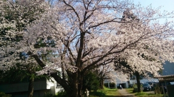病院手前の桜並木です。