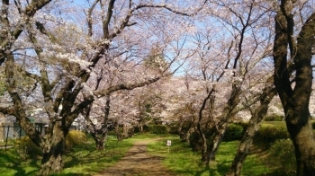散歩できるようになっている桜並木。<br>自然の中を歩いてる感じで、とても癒されます。