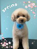 「可愛い子ちゃん♡ Dog salon mofu mofu 余市町」