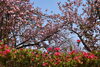 「八重桜は見頃・ツツジも咲き始めました」