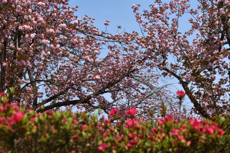 「八重桜は見頃・ツツジも咲き始めました」