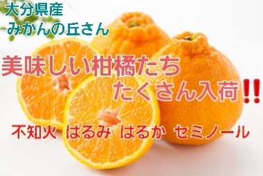 どれを食べても満足できる‼️⭐美味しい柑橘たち⭐「旬の美味しい⭐柑橘⭐たくさん入荷‼️甘いです‼️大府市/野菜直売」