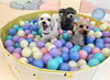みんなで入ってみたよ「ましゅまろ幼稚園🐾」