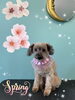 「可愛い子ちゃん♡ Dog salon mofu mofu余市町」