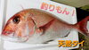 【釣りもん】天然タイ「○本日のお刺身【定置もん】島根県産ヨコワ【釣りもん】天然タイ」