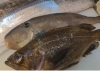 メバル、太刀魚、カワハギ、大あじなど「丹後地方のお魚入荷してます　【季節・旬を感じるお料理】」