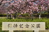 八重桜「八重桜が満開です！」