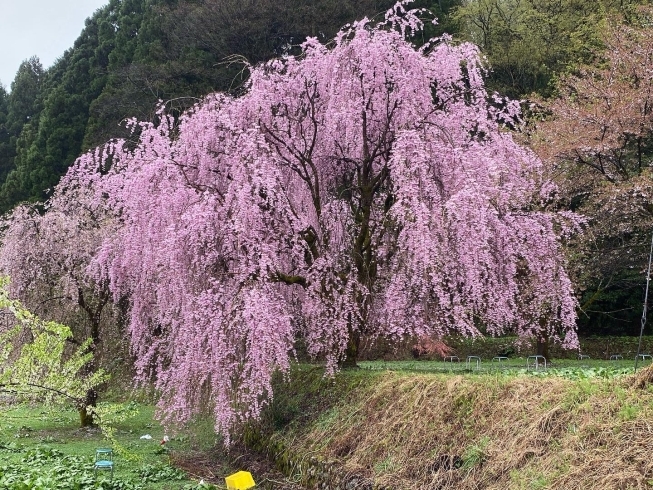 「お花見行かれましたか？」