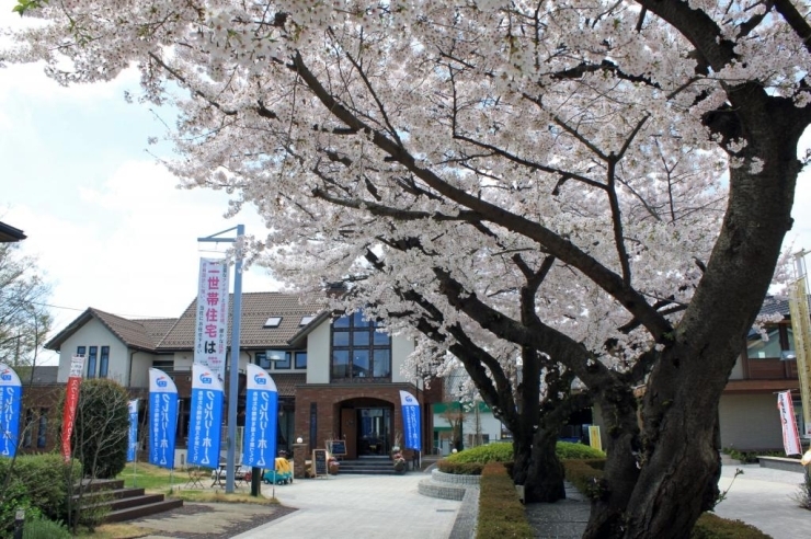 東京ドーム4/5個分の敷地に広がる首都圏最大クラスの展示場。ここにも大きな桜があります。展示場の住宅を見学しながら、疲れたら桜の下で一休みなんてのもいいですよね。