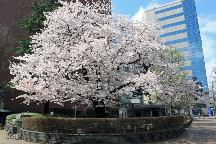 ファーレ立川の入口、たましん本店の隣りにある立川市政50周年を記念して造られた公園。<br>昼時にはひと休みするビジネスマンで賑わうこの公園にも、1本ですが大きな桜があります。<br>仕事の疲れを癒してくれます。