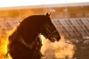 ばんえい 競馬 予想 帯広