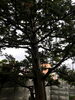 こちらも出ています。「★☆庭木伐採のお見積りです☆★」